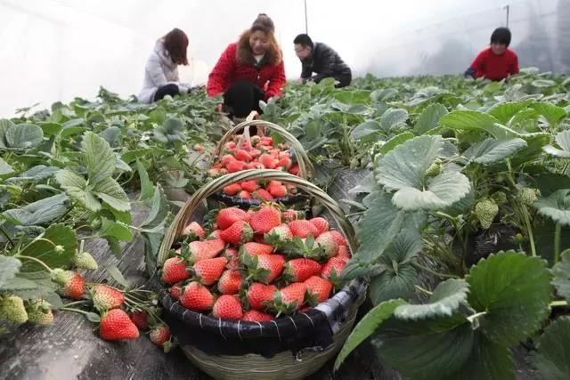 复合微生物菌肥厂家直销 复合微生物菌肥厂家直销