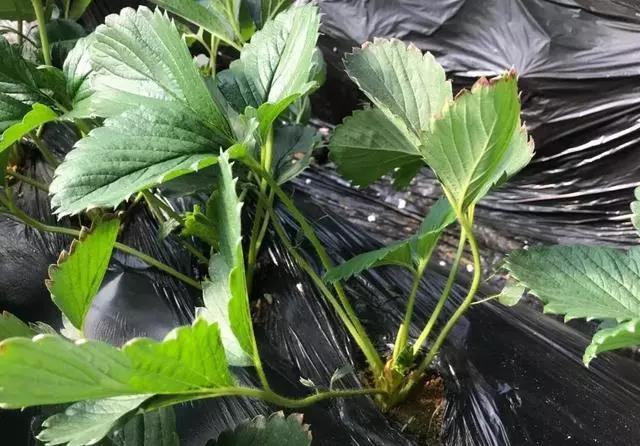 复合微生物菌肥厂家直销 复合微生物菌肥厂家直销