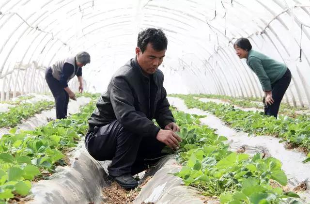 复合微生物菌肥厂家直销 复合微生物菌肥厂家直销